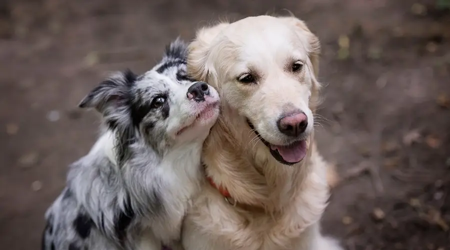 Border Collie abrazando al Golden Retriever