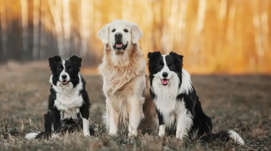 Dos Border Collies y Golden Retriever al aire libre