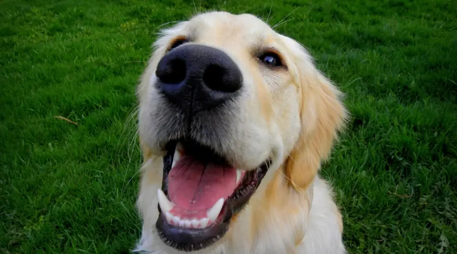 Golden Retriever al aire libre en la hierba