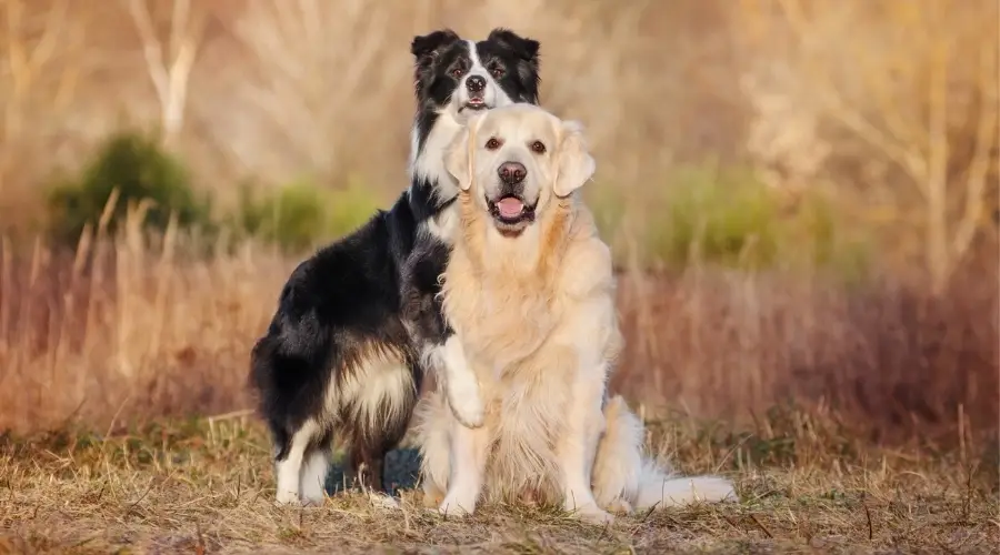 Border Collie encima de Golden Retriever