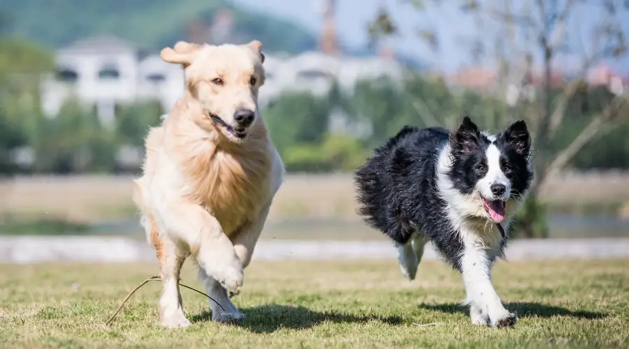 Ejercicio de Golden Retriever y Border Collie