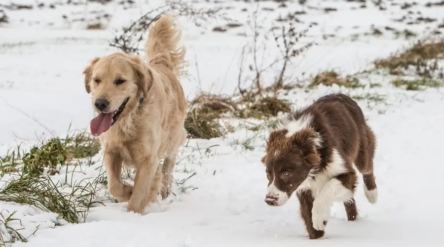 Dos perros jugando al aire libre en la nieve corriendo