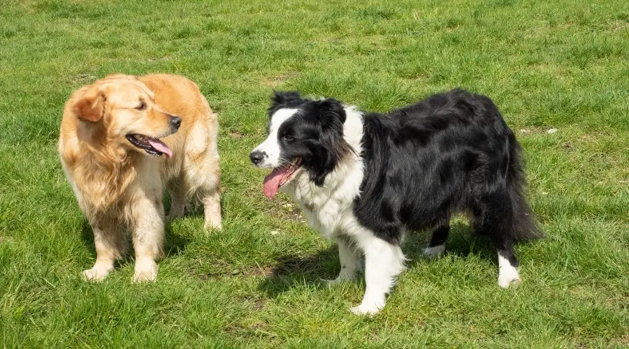 Dos perros sanos jugando al aire libre