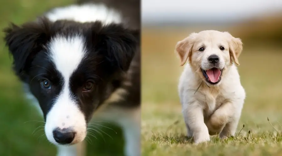 Cachorros Border Collie y Golden Retriever al aire libre