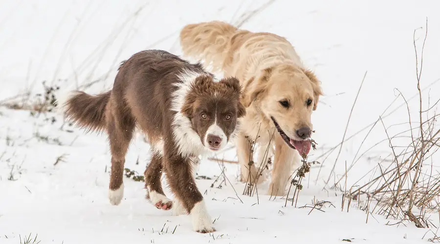 Dos perros jóvenes jugando al aire libre en la nieve corriendo