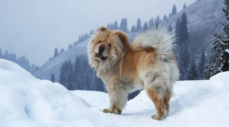 Chow Chow en las montañas nevadas