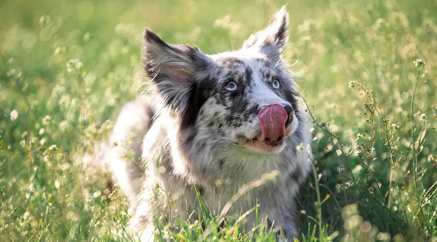 collie fronterizo