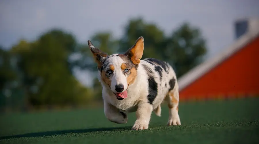 perro corgi corriendo