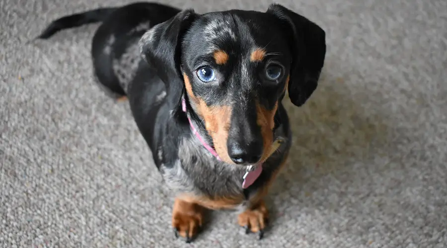 Dapple Dachshund ojos azules