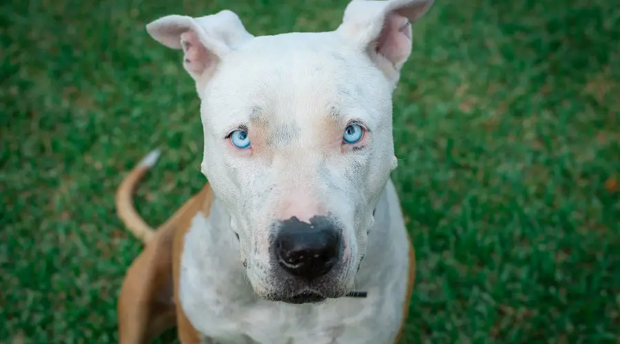 Pitbull Terrier con ojos azules