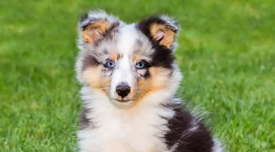 Perro Sheltie de ojos azules