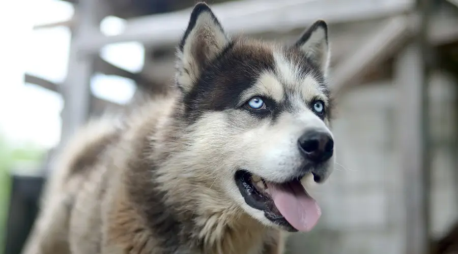 Malamute con ojos azules