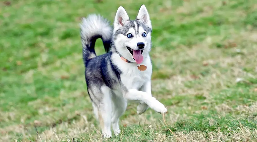 Klee Kai Perro Corriendo