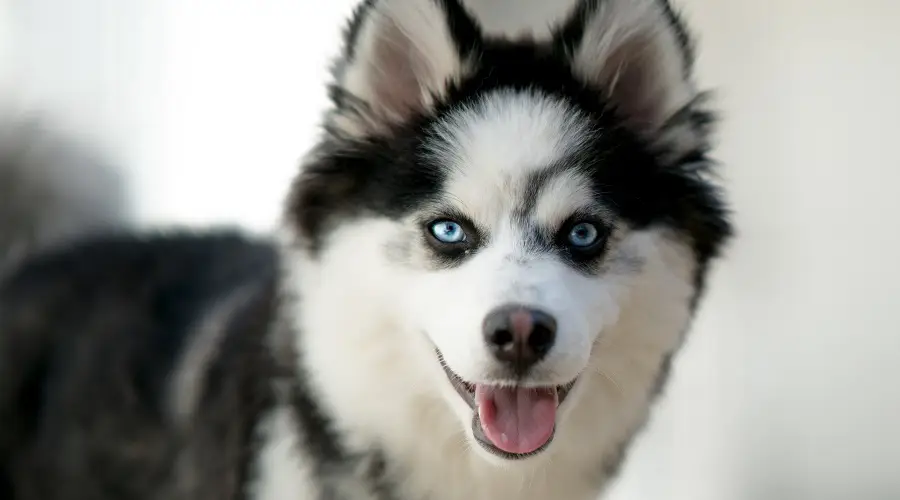 Cachorro Pomsky