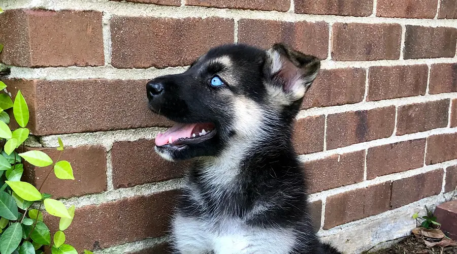 Shepsky gerberiano