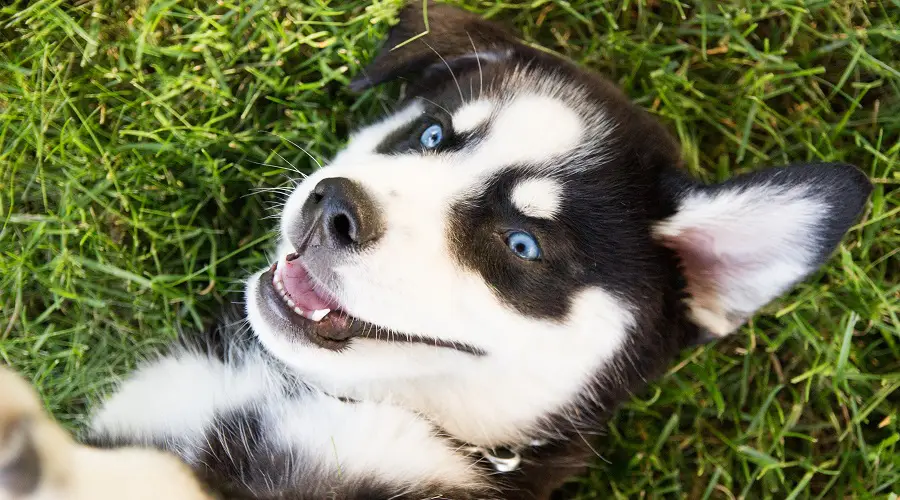 Huskador jugando al cachorro