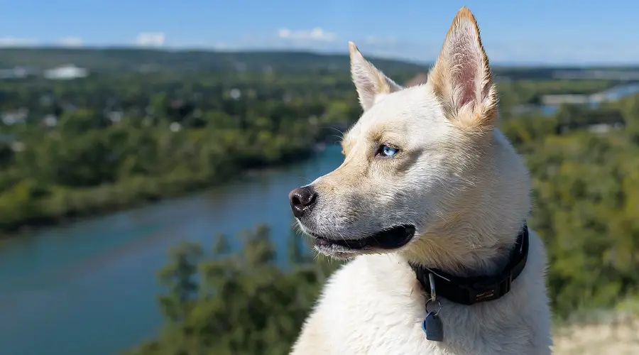 Mezcla de husky y corgi