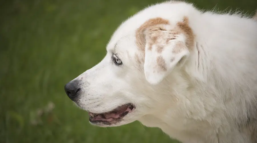 australiano de ojos azules