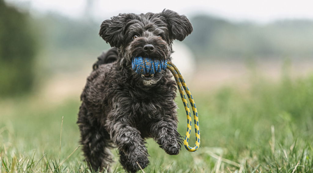 Perro Yorkiepoo jugando en un prado al aire libre