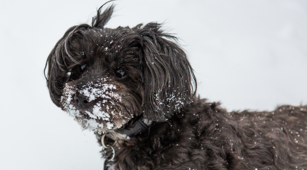 Un cachorro Yorkipoo negro cubierto de nieve disfrutando de una tormenta de nieve en pleno invierno