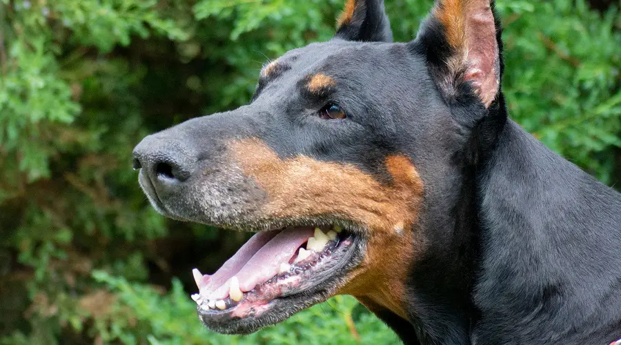 Doberman mayor comiendo