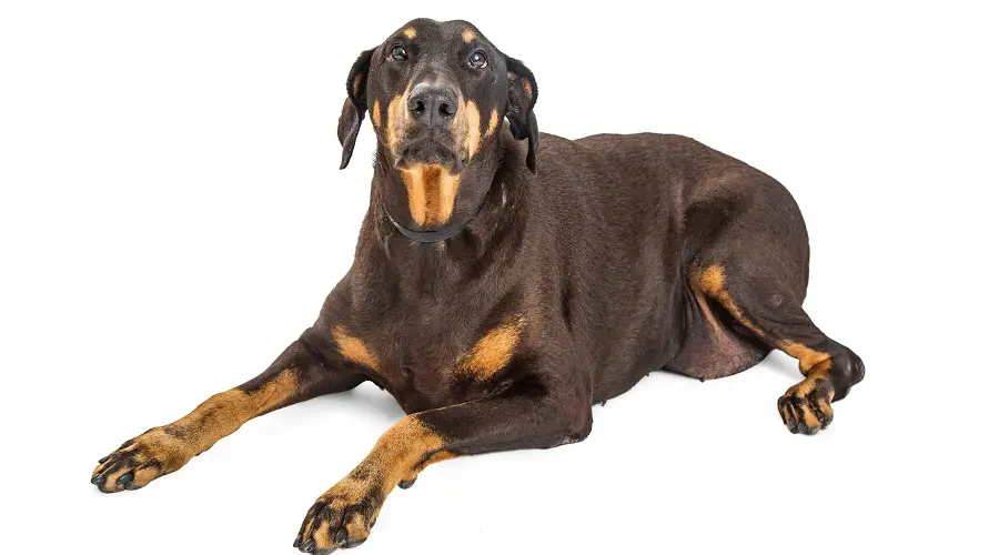Doberman con sobrepeso en el suelo