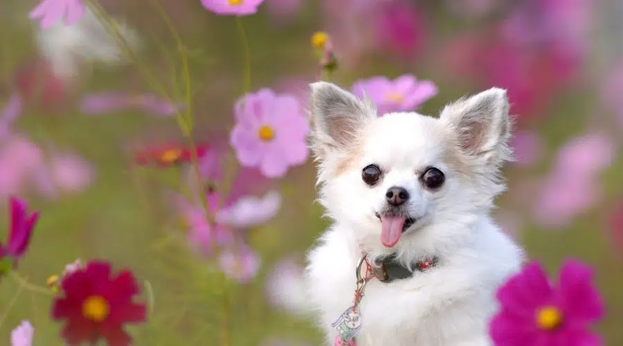 Chihuahua con la lengua fuera entre flores rosas