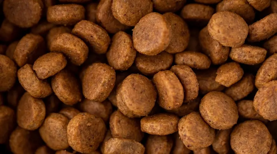 ¿Qué Comida Para Perros Es Mejor? ¿qué Comida Para Perros Es Mejor?