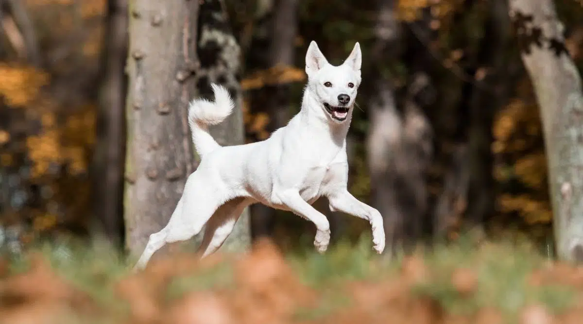 Perro de Canaán en el parque 