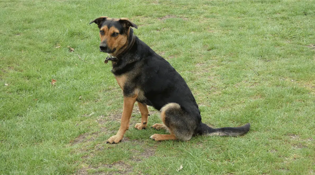 Perro Huntaway de Nueva Zelanda sentado en la hierba