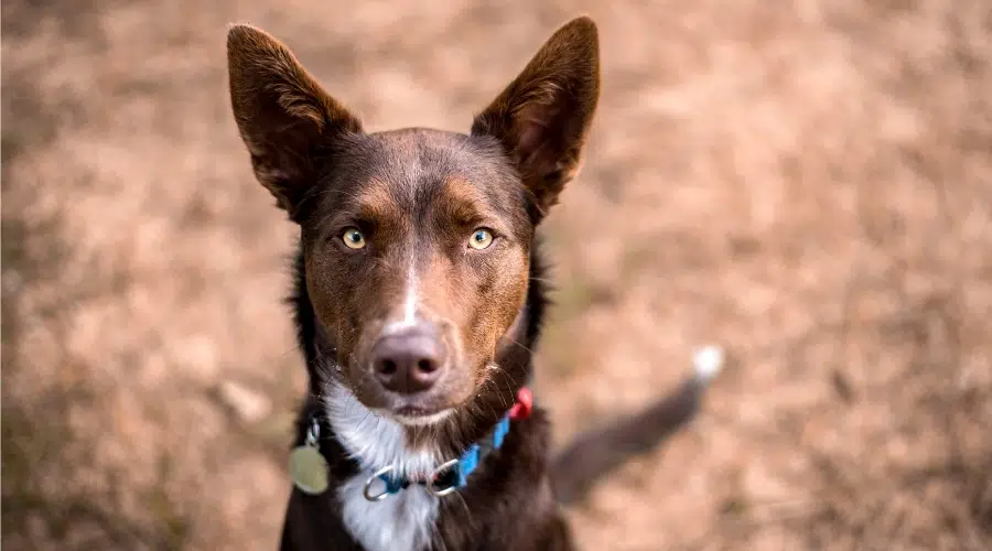 Kelpie australiano mirando a la cámara