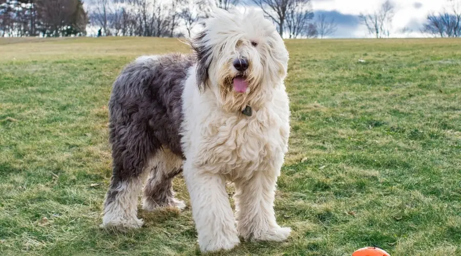 Viejo perro pastor inglés en el campo