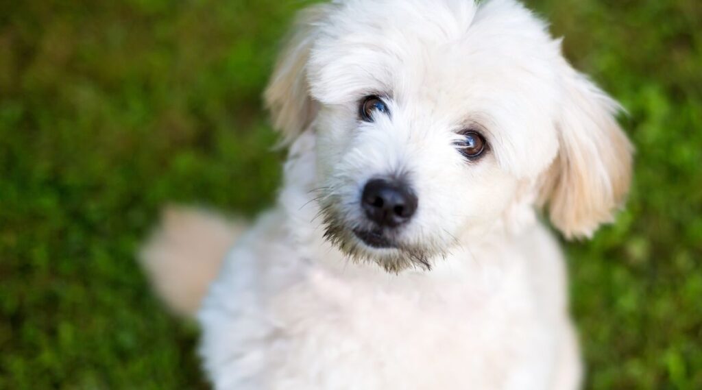 Un lindo perro de raza mixta Pomeranian x Poodle mirando hacia arriba con la cabeza inclinada