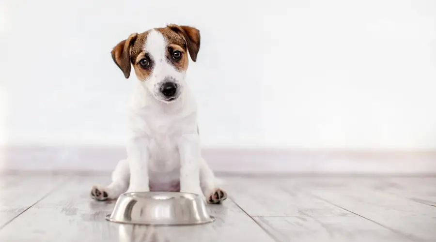 Perro esperando con comida Nutro o Purina Pro