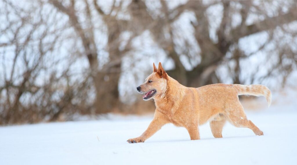 Raza Heeler roja corriendo en la nieve