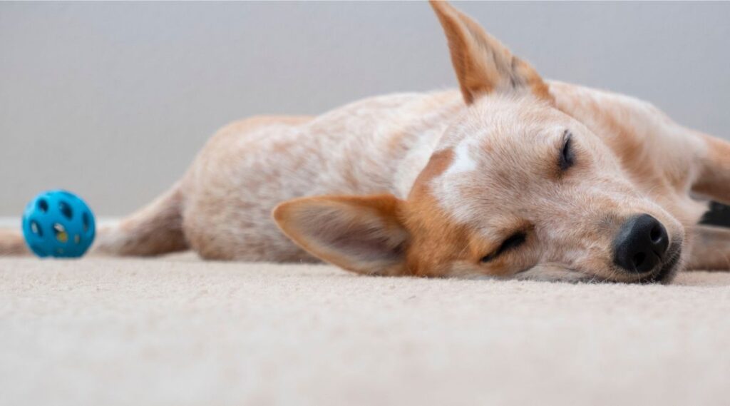 Raza Red Heeler durmiendo junto a un juguete