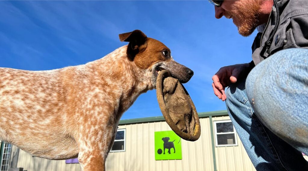 Raza Red Heeler con frisbee en la boca