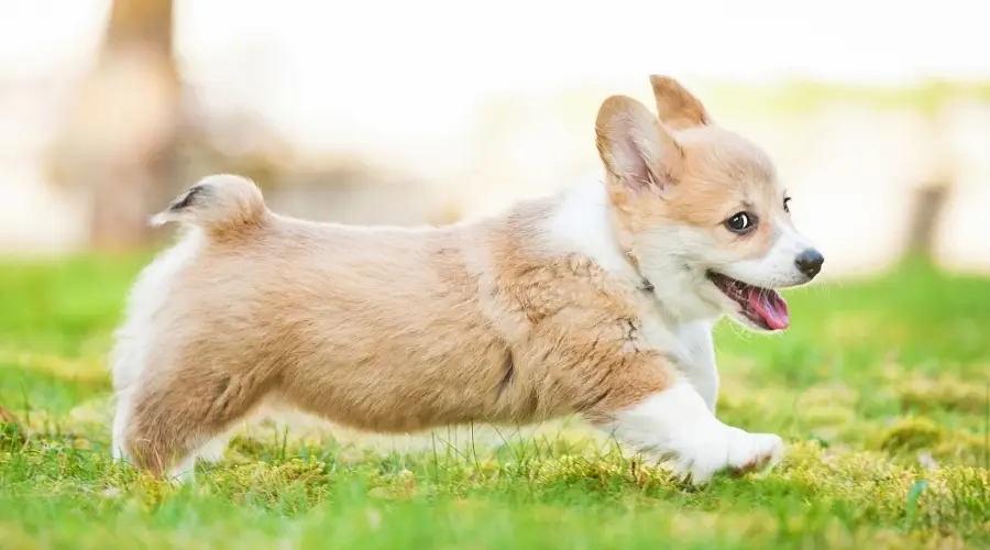 Cachorro Corgi Galés Pembroke afuera