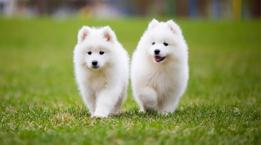 Cachorros samoyedo al aire libre