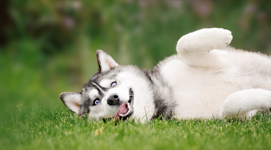 Husky siberiano de pura raza