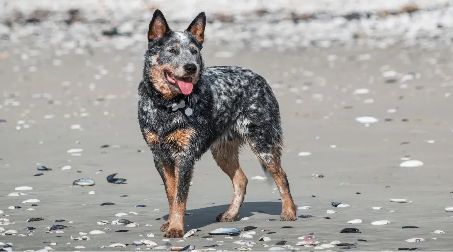 Heeler azul en la playa