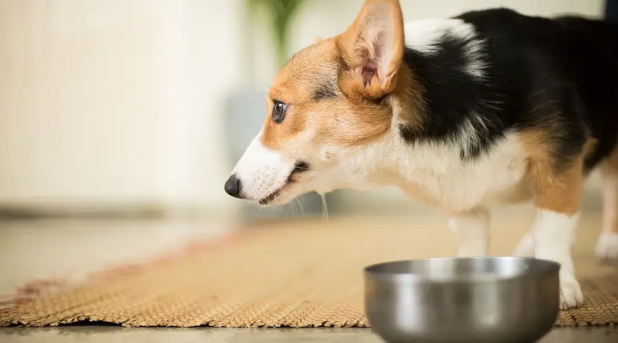 Corgi adulto comiendo comida para perros
