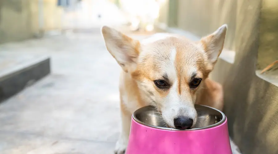 Corgi mayor comiendo