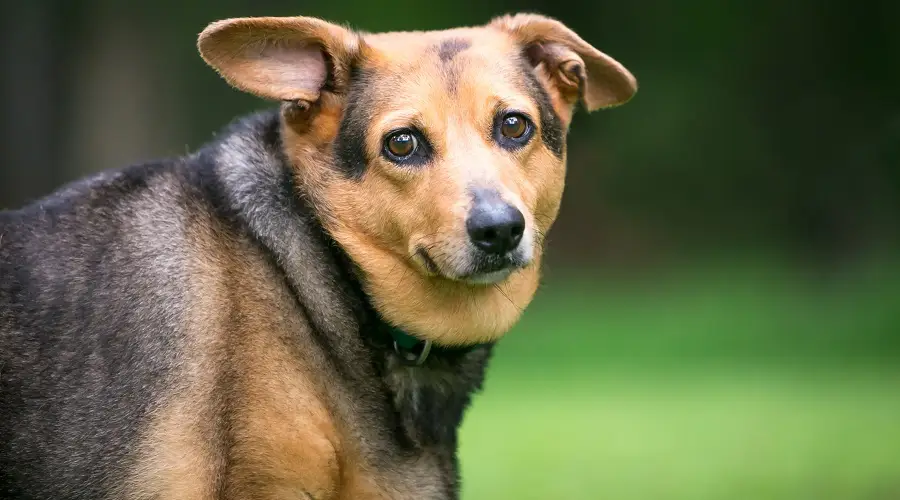 Corgi con sobrepeso