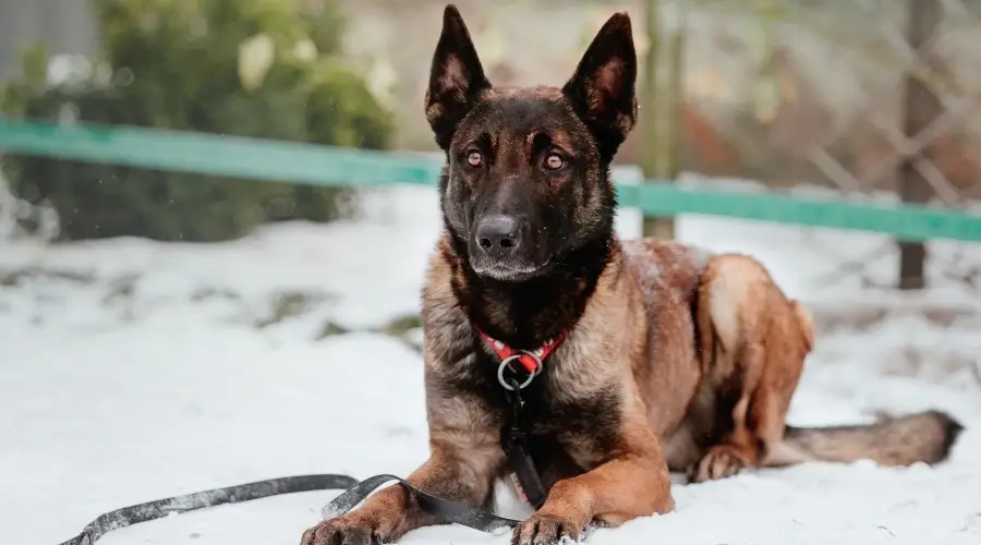 Perro belga malinois en la nieve al aire libre