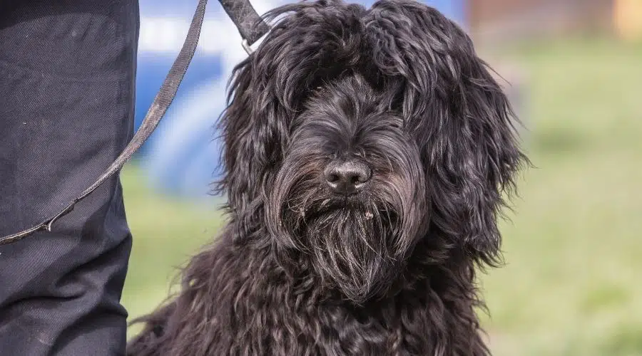 Perro negro con correa