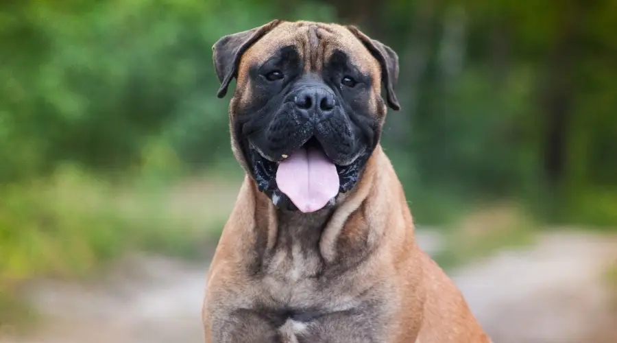 Bullmastiff mirando a la cámara