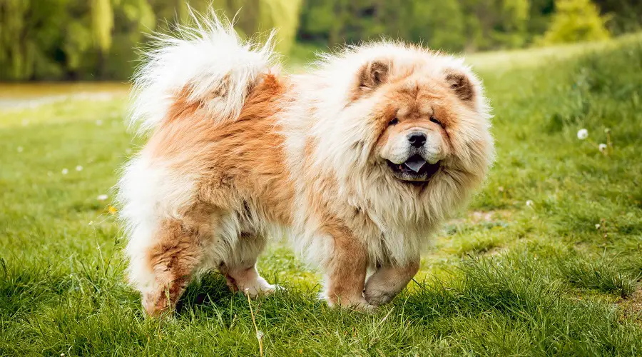 perro chow chow