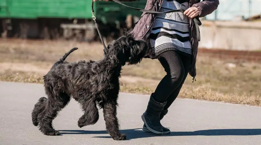 Entrenamiento del Schnauzer gigante