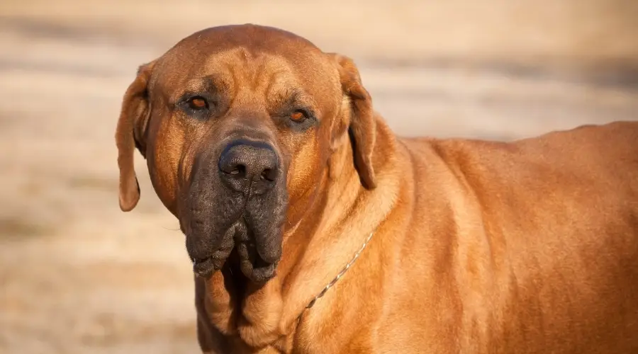 Perro japonés Tosa Inu